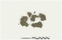 藏品(展葉角鱗蘚)的圖片